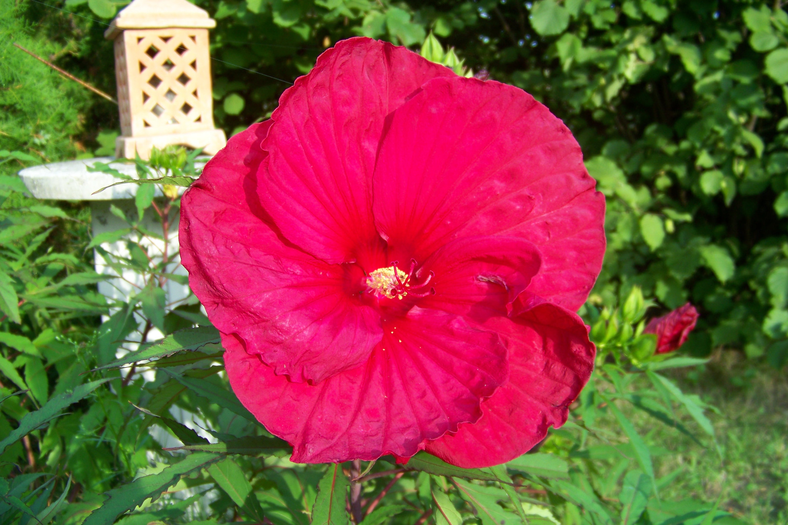 Mocsári hibiszkusz