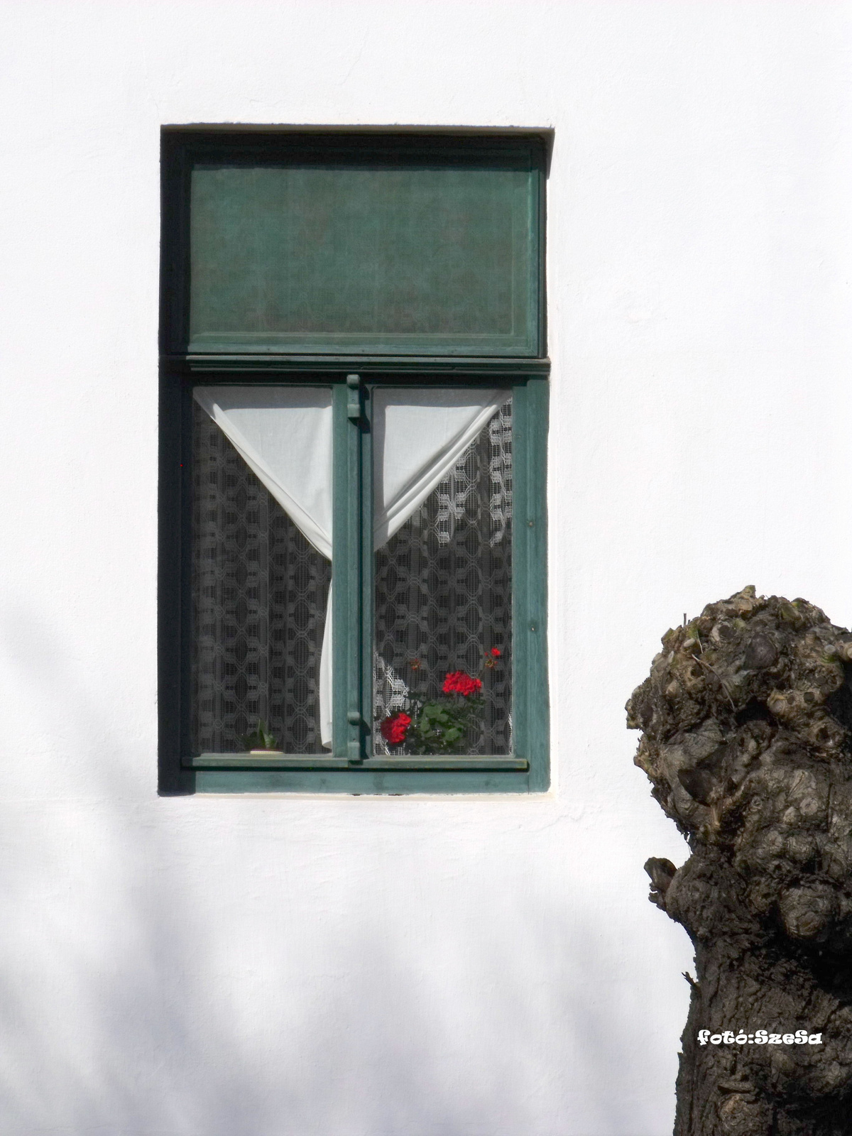 Kis-Tisza utca (15) muskátlis ablakok