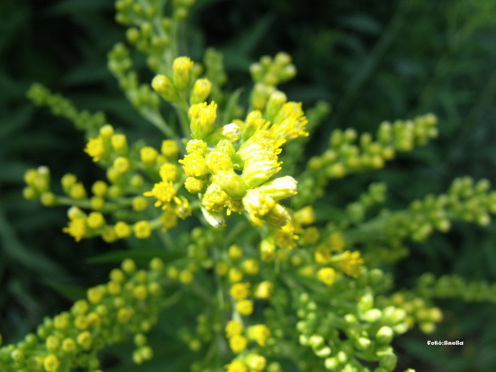 Solidago