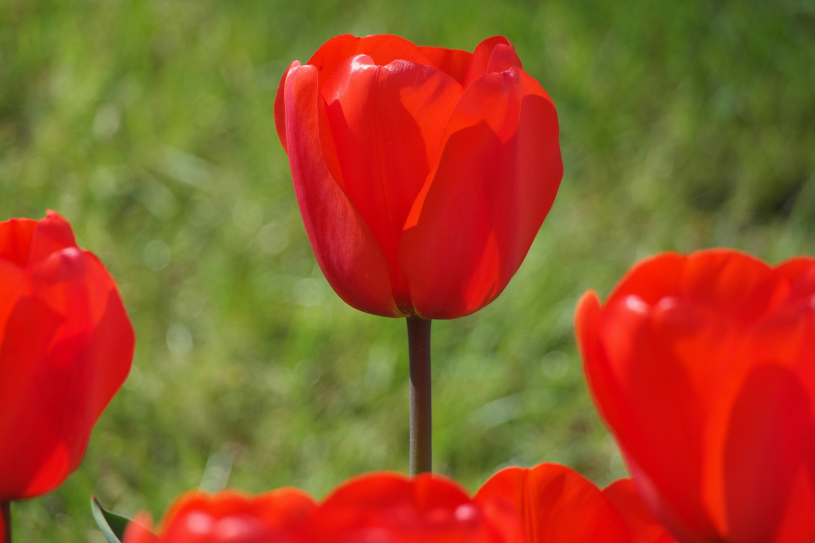 Piros tulipán...