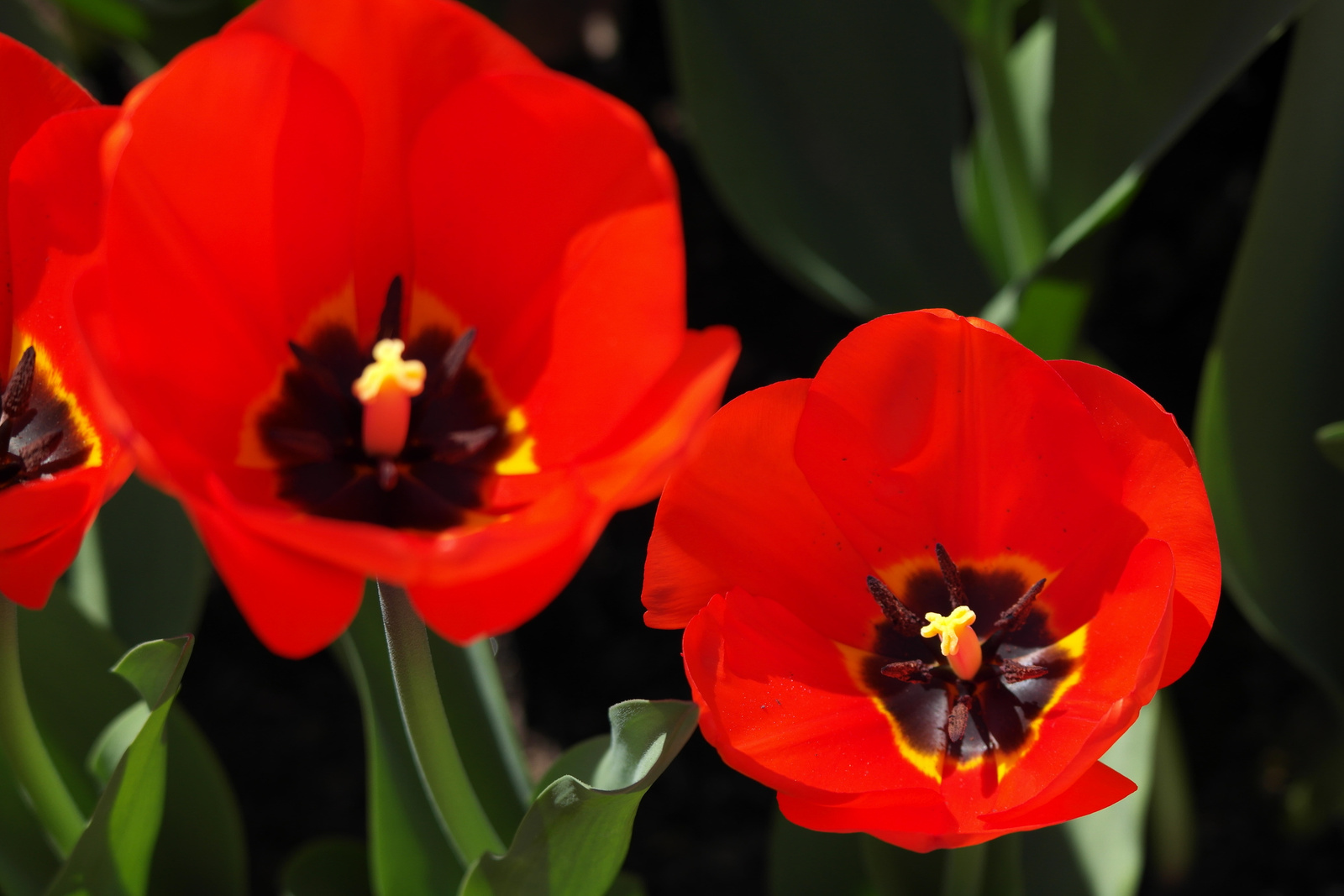 Kívül, belül tulipán