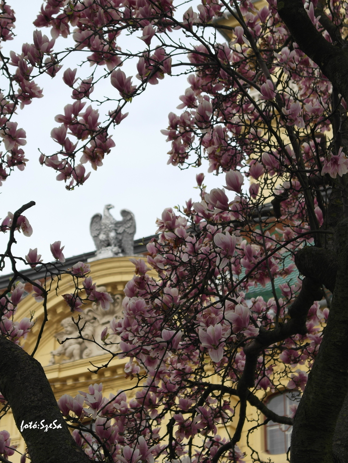 Szeged magnóliái (2)