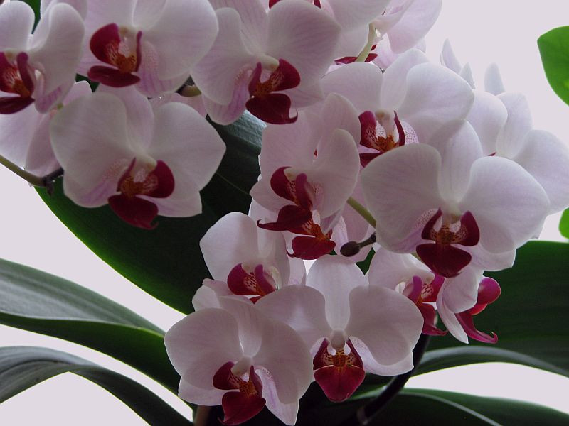 20130822 023 orchidea