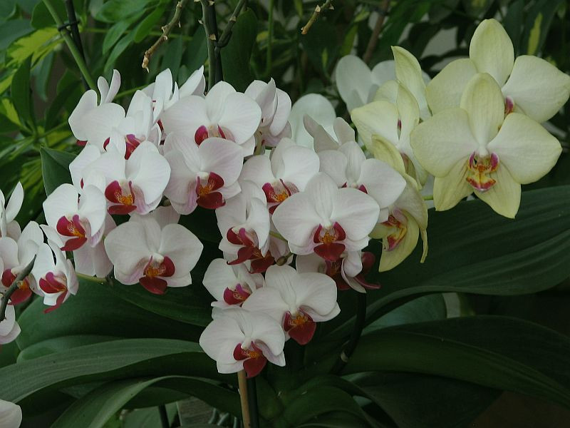 20130822 043 orchidea