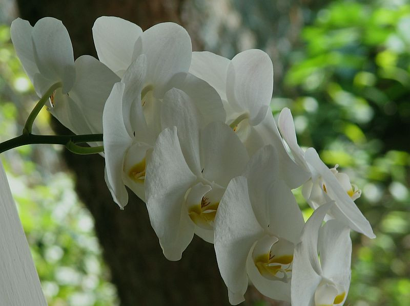 20130830 031 orchidea