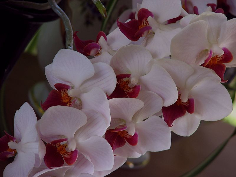 20130830 029 orchidea