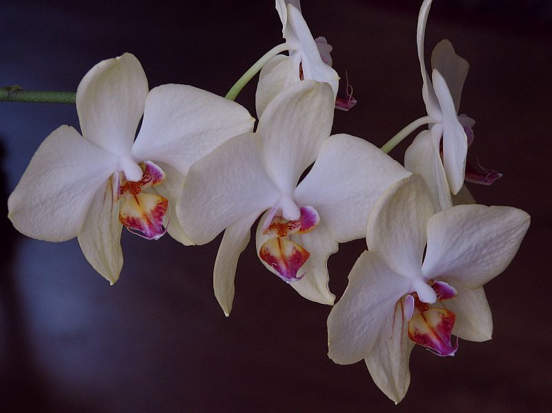 20130822 028 orchidea