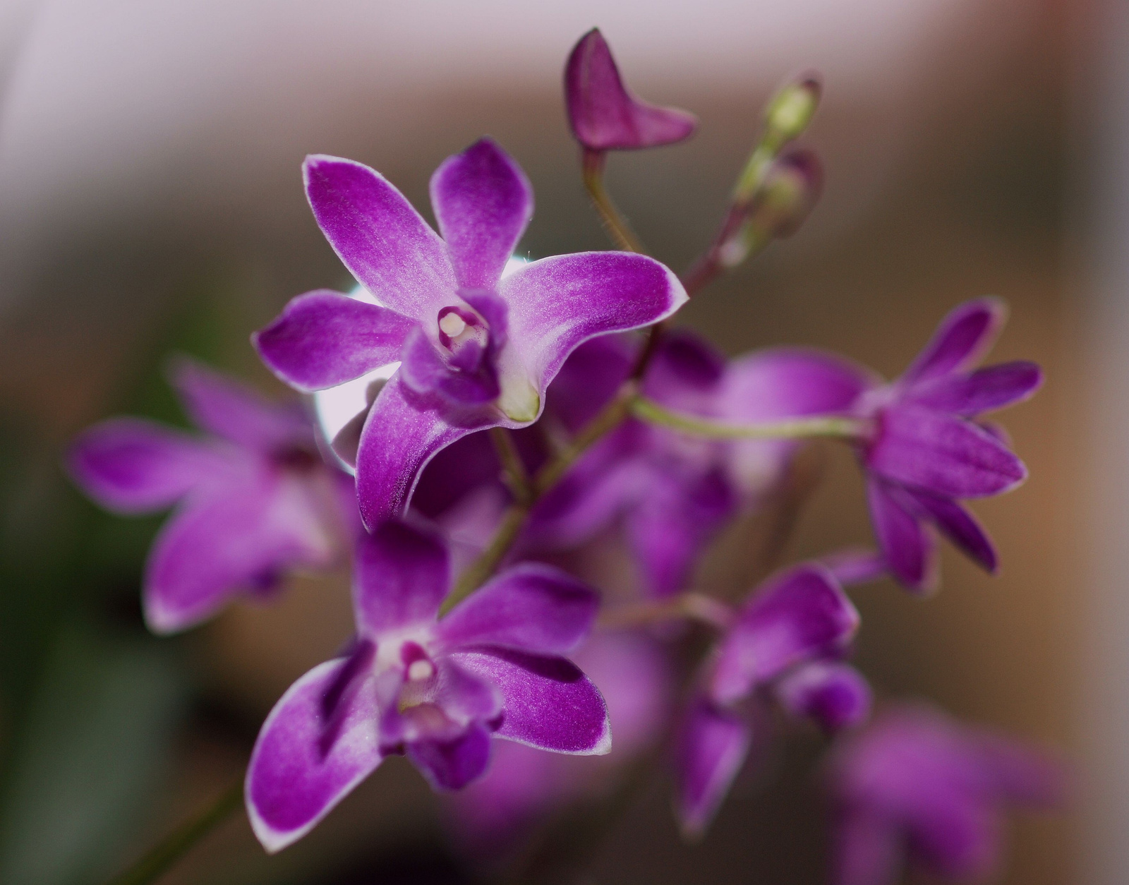 20141119 017 orchidea