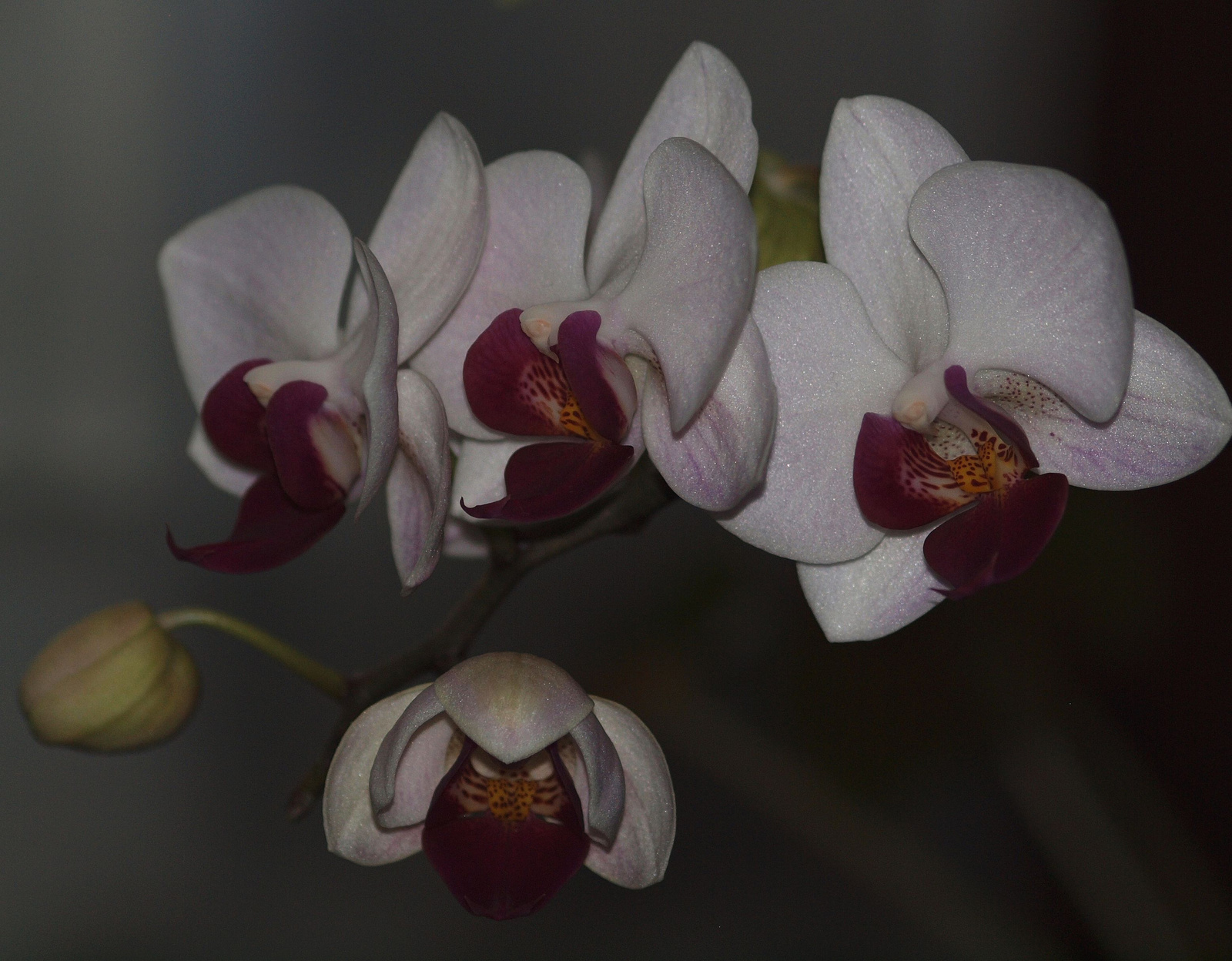 20150104 o 028 orchidea