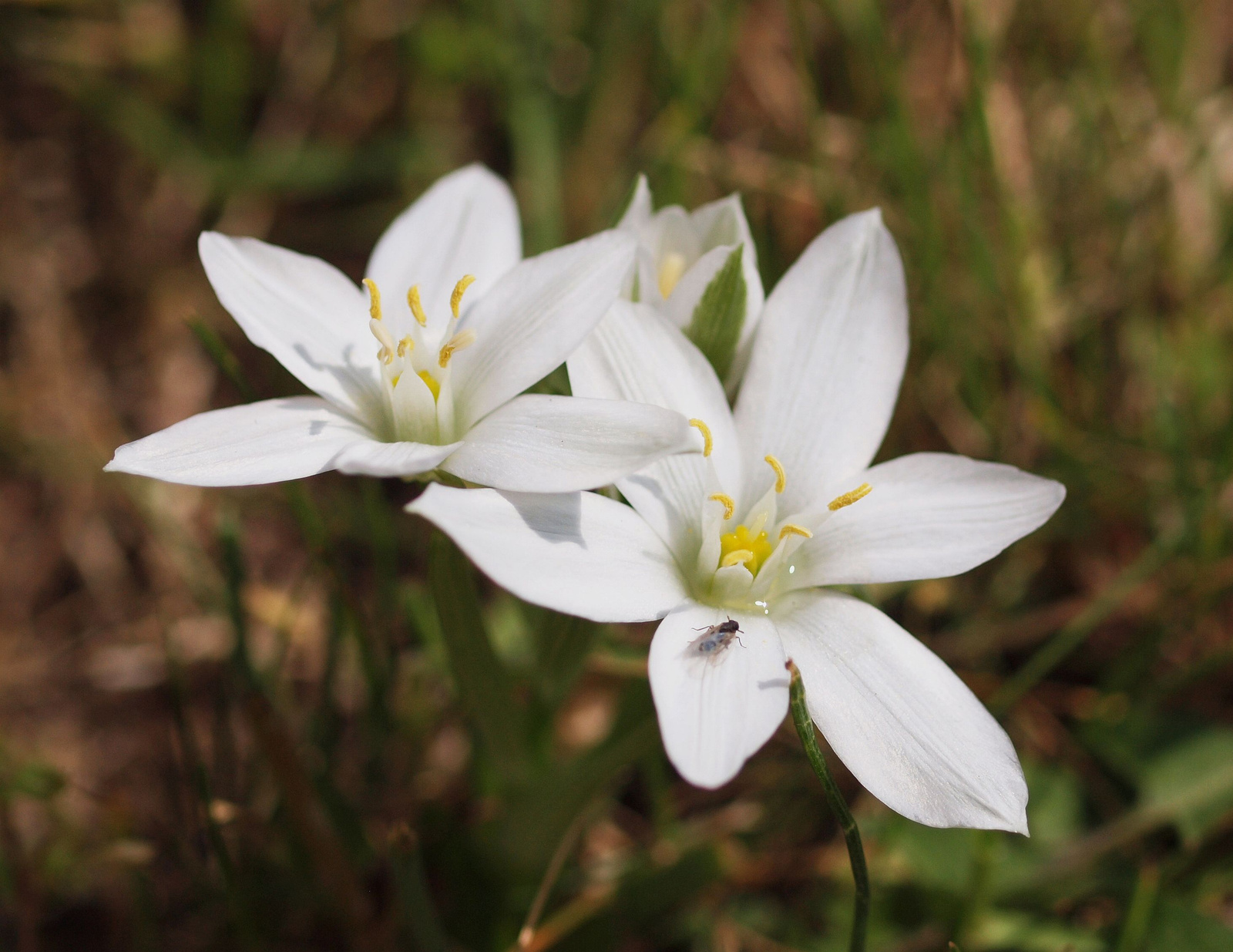 20150409 016 ernyős sárma