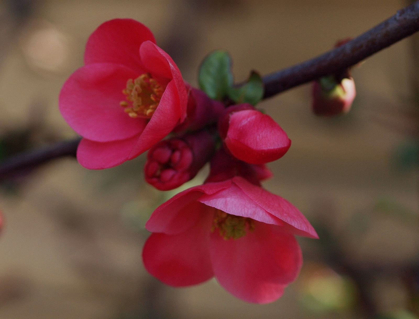 20150423 011 rododendron