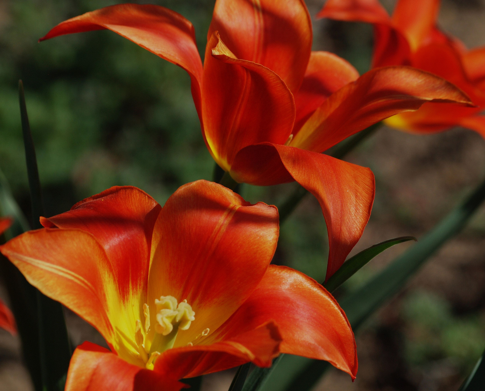 20150423 108 tulipán