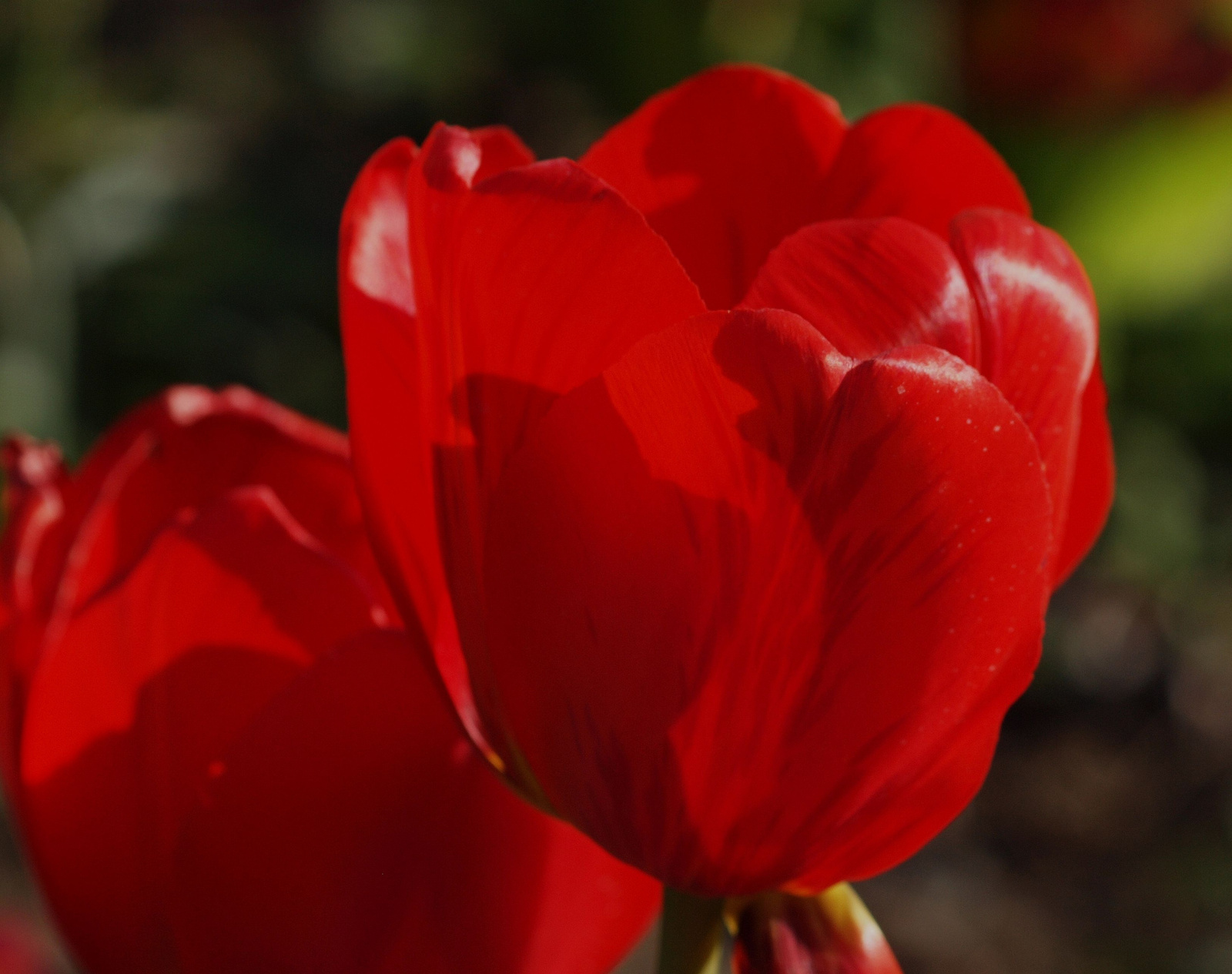 20150423 135 tulipán