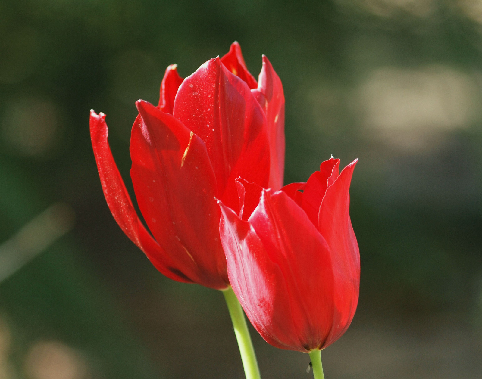 20150503 002 tulipán