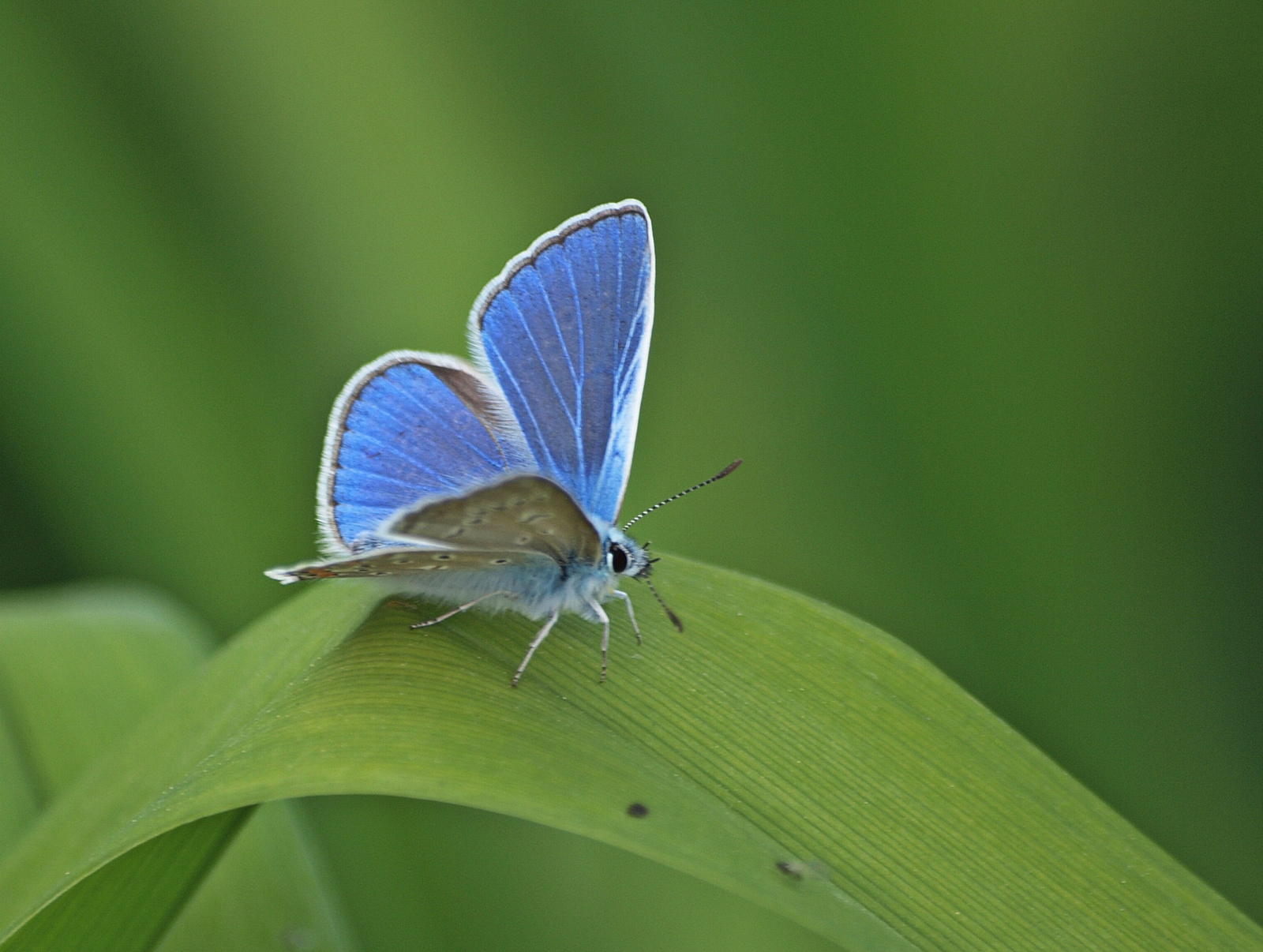 20150516 033 lepke