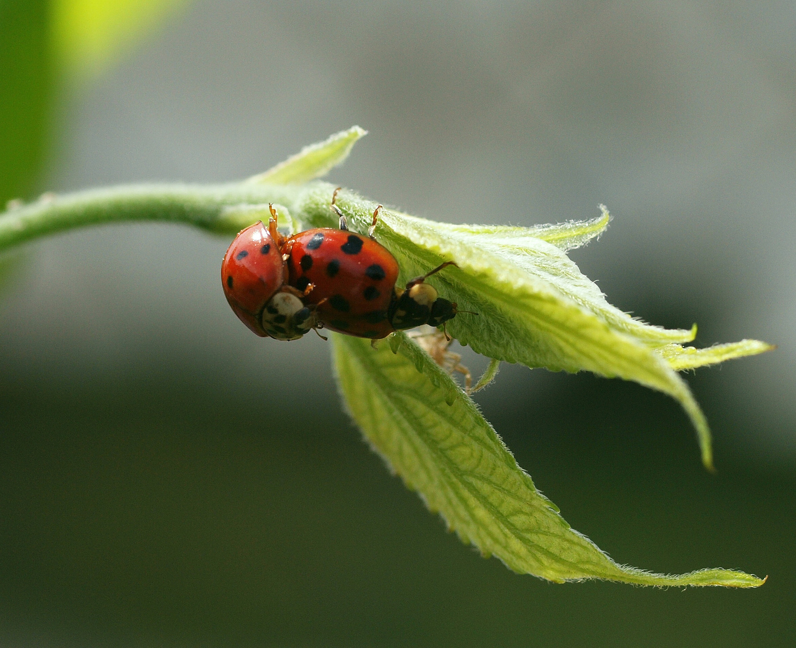 20150528 042 katicák