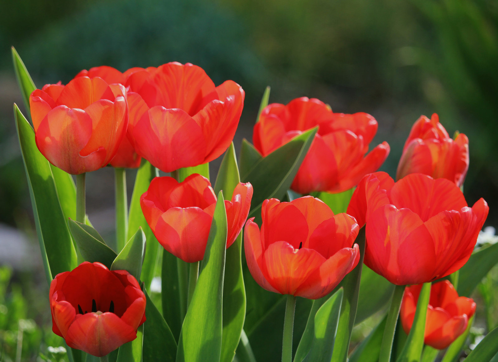 IMG 3877 tulipán