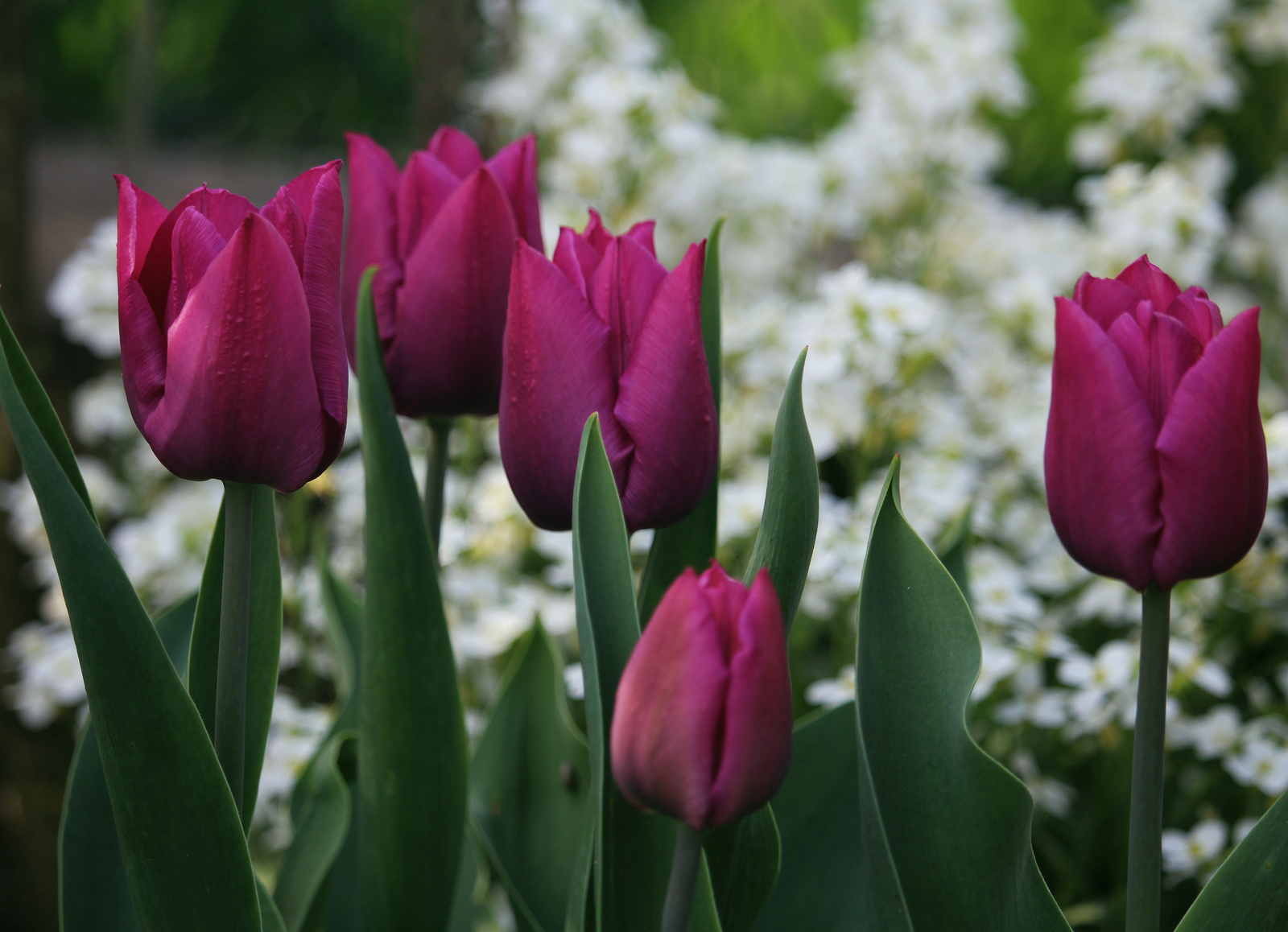 IMG 3879 tulipán