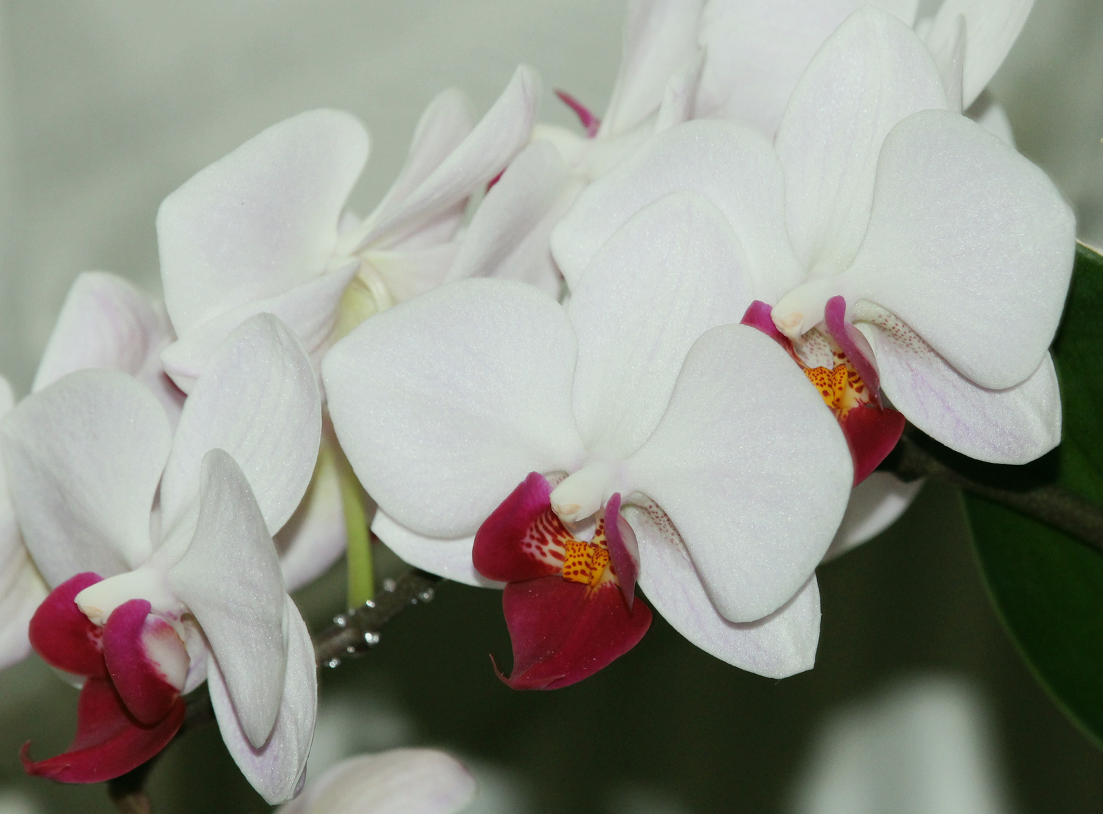 IMG 6976 orchidea