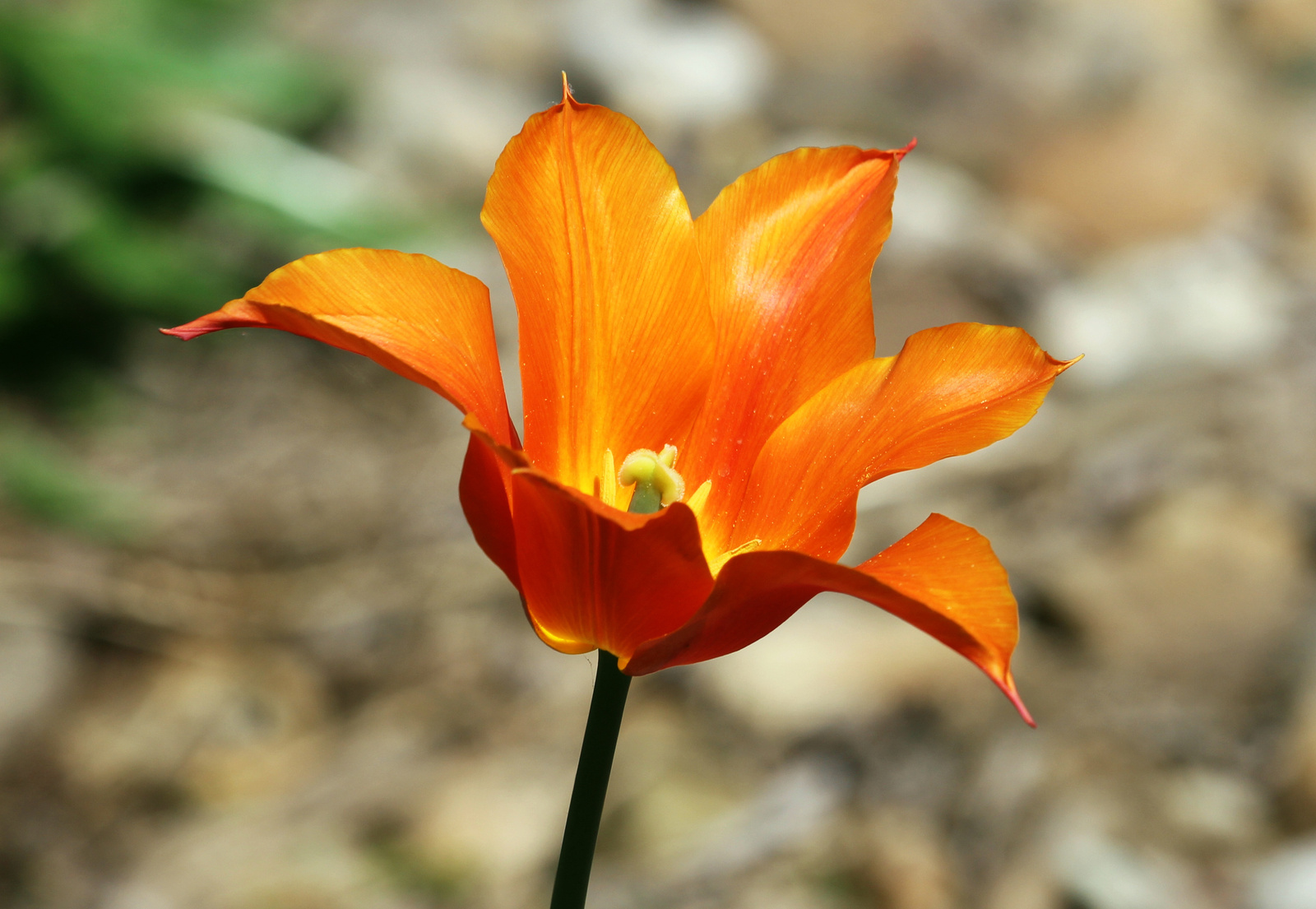 IMG 9039 tulipán