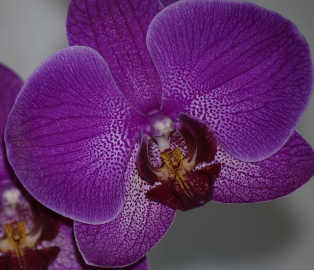 C131565 orchidea