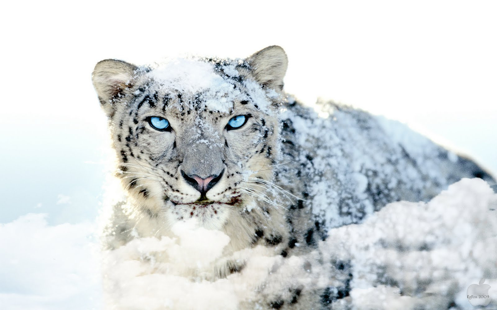 EgFox Snow Leopard HD Blue Eye