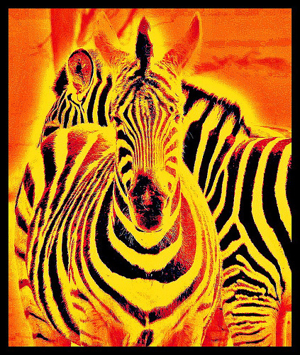 tuz zebra