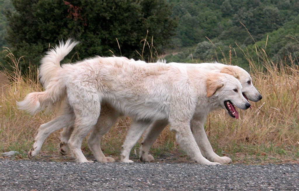 Maremma