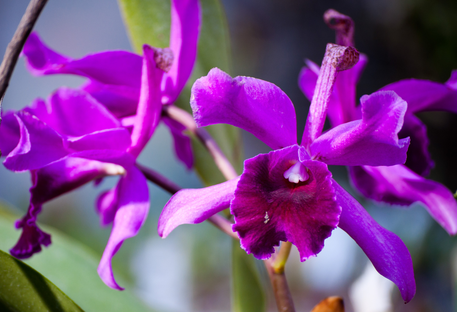 lila orchideák