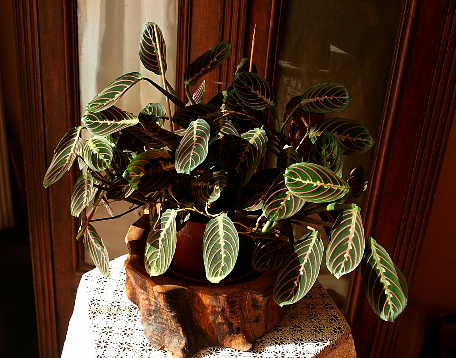 maranta