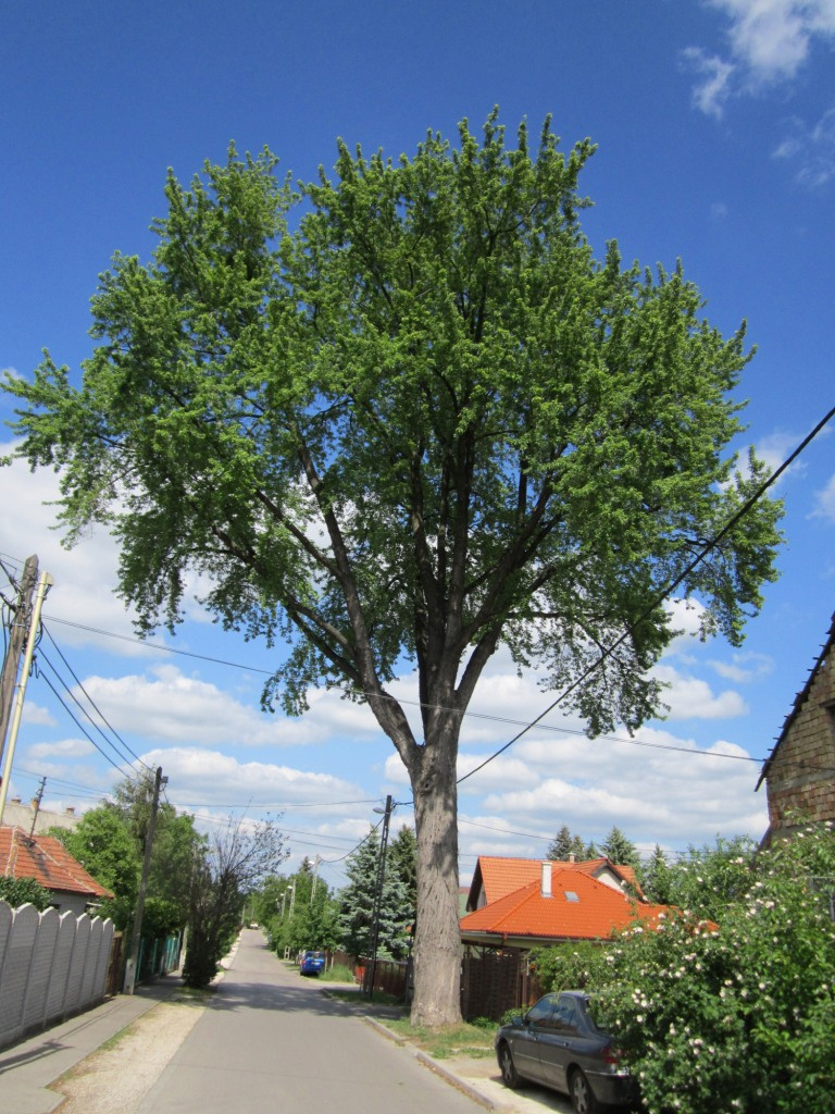 Újtelep legmagasabb fája (szerintem)-Jászivány utca