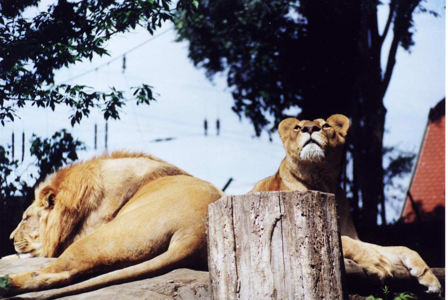 Pihenő oroszlán2