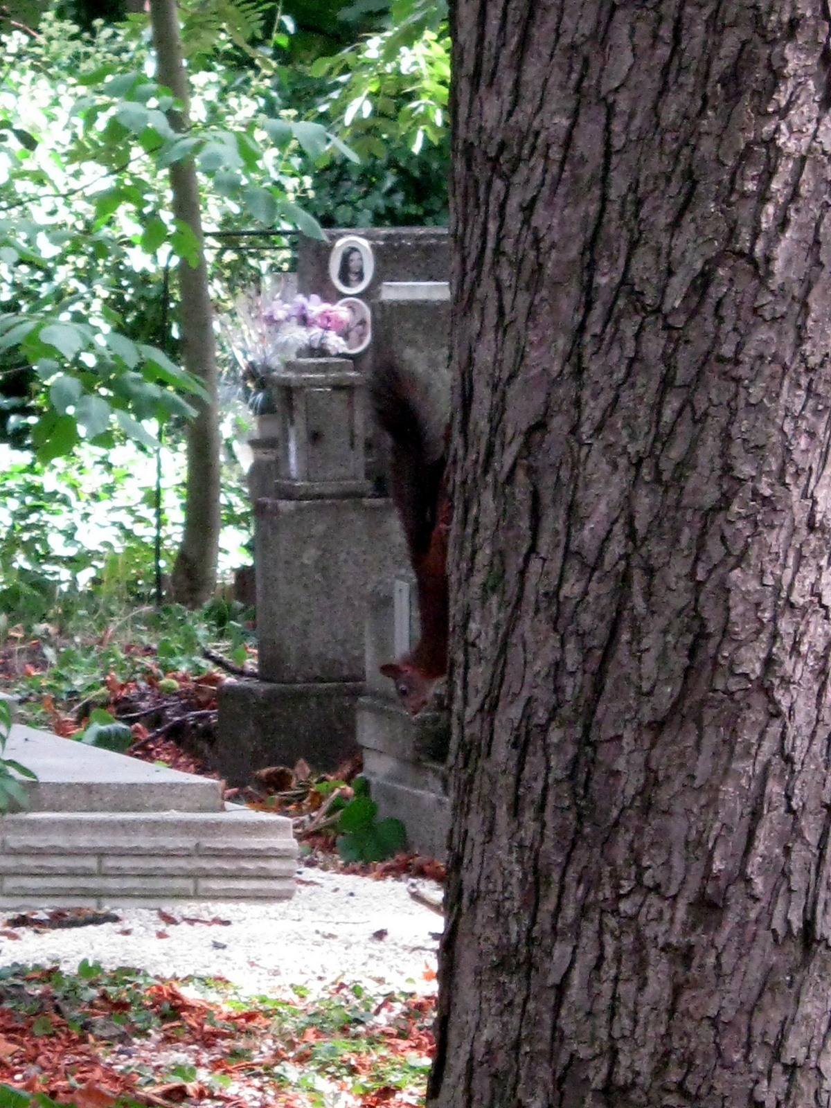 temetői mókus