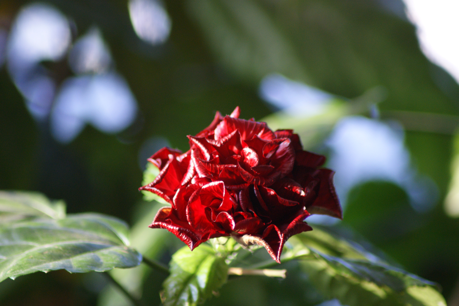 hibiszkusz