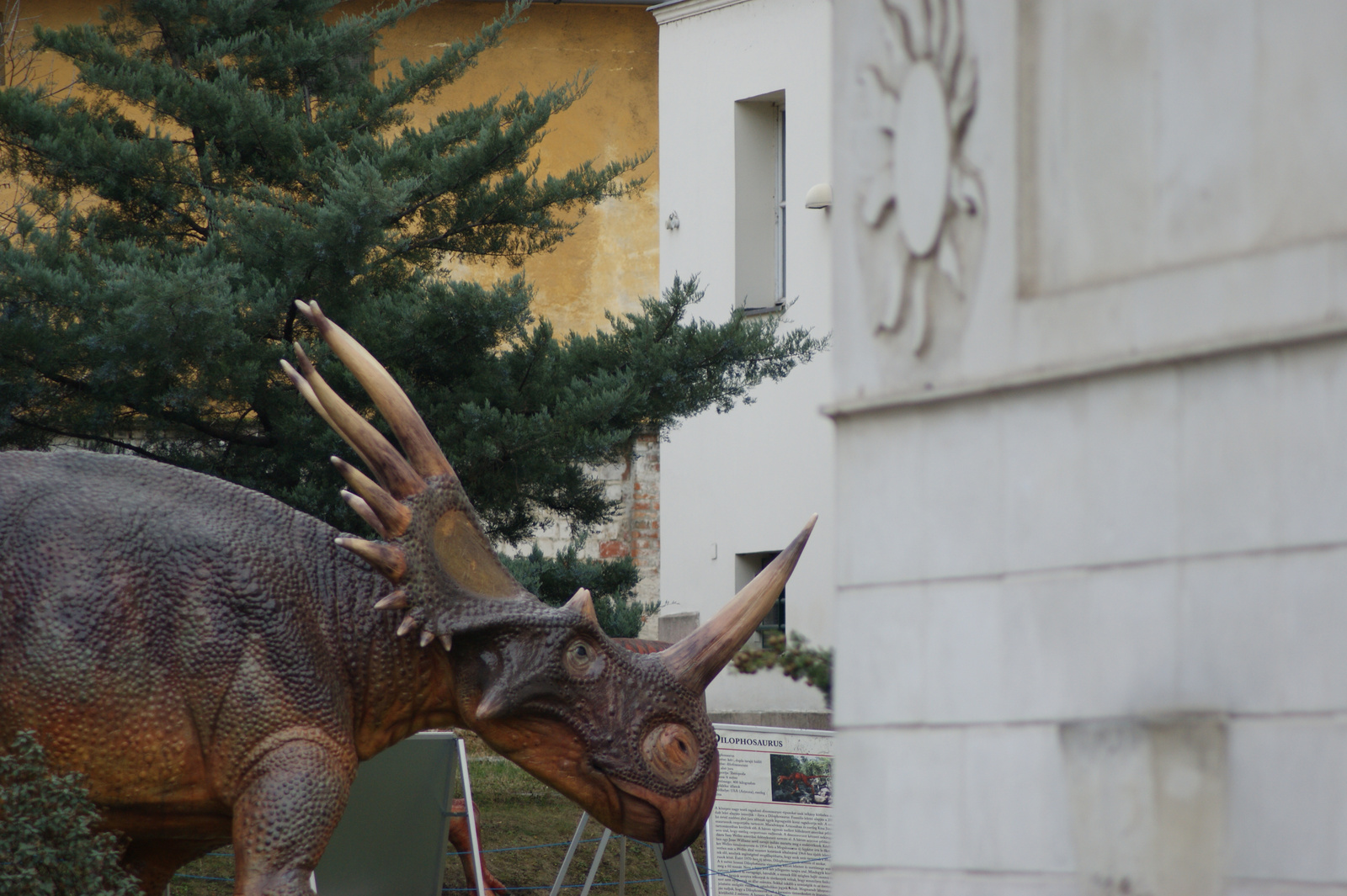 városi styracosaurus