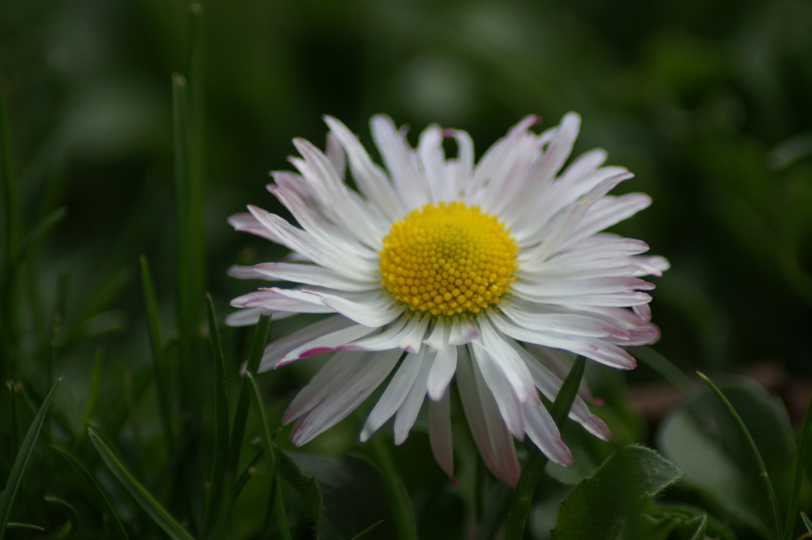 bellis perennis