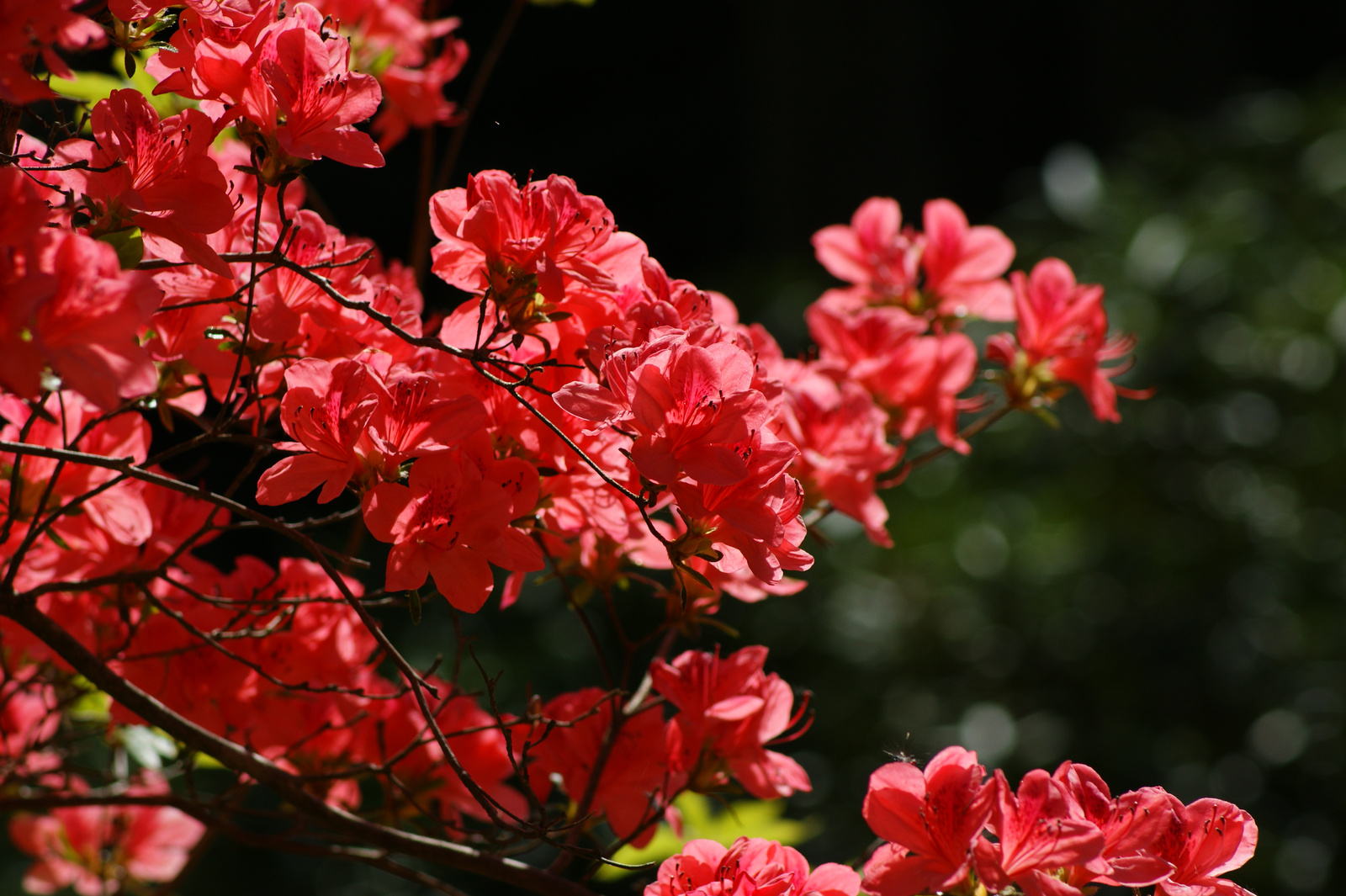 rododendron