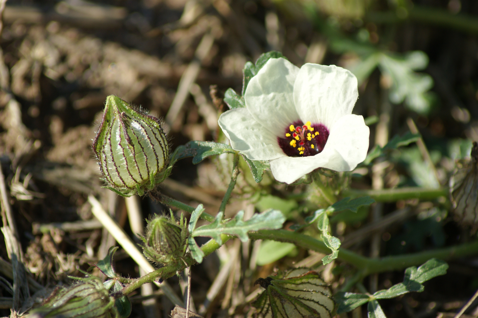 varjúmák (Hibiscus trionum)