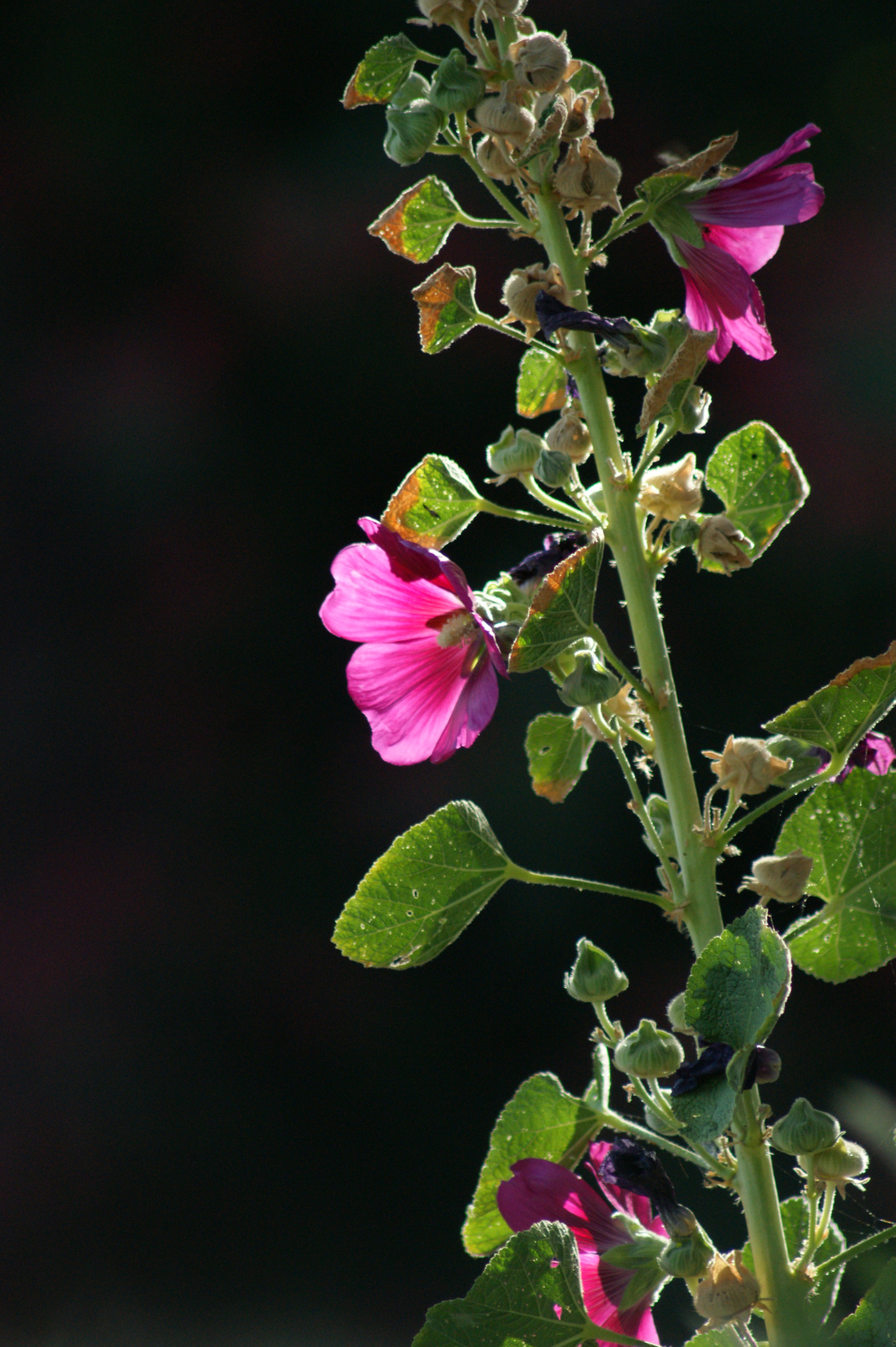 hibiszkusz