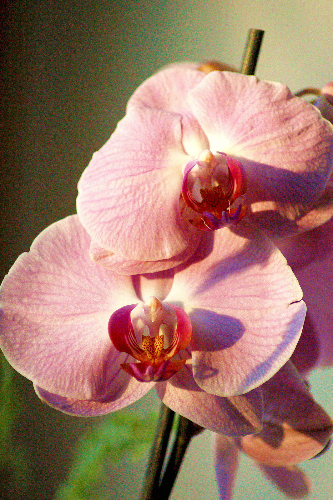 Orchideám