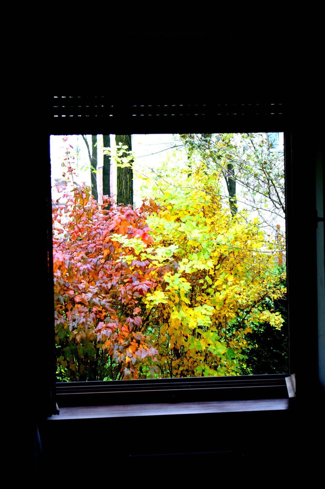ősz az ablakból