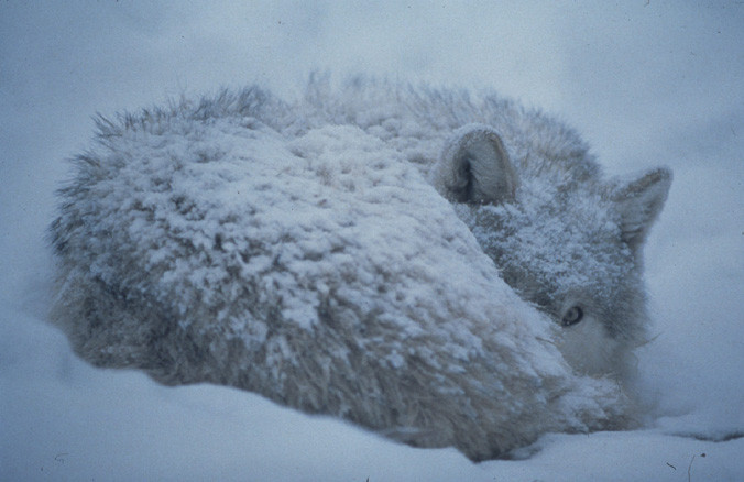 wolf hóban