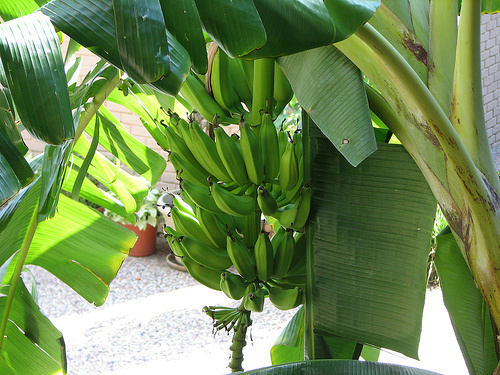 banánfa