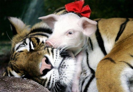 tiger-pigs