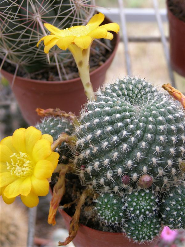 rebutia