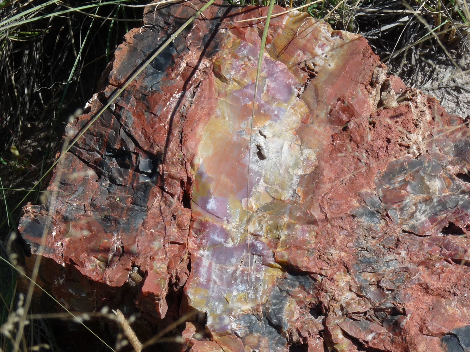 073Southwest Petrified Forest