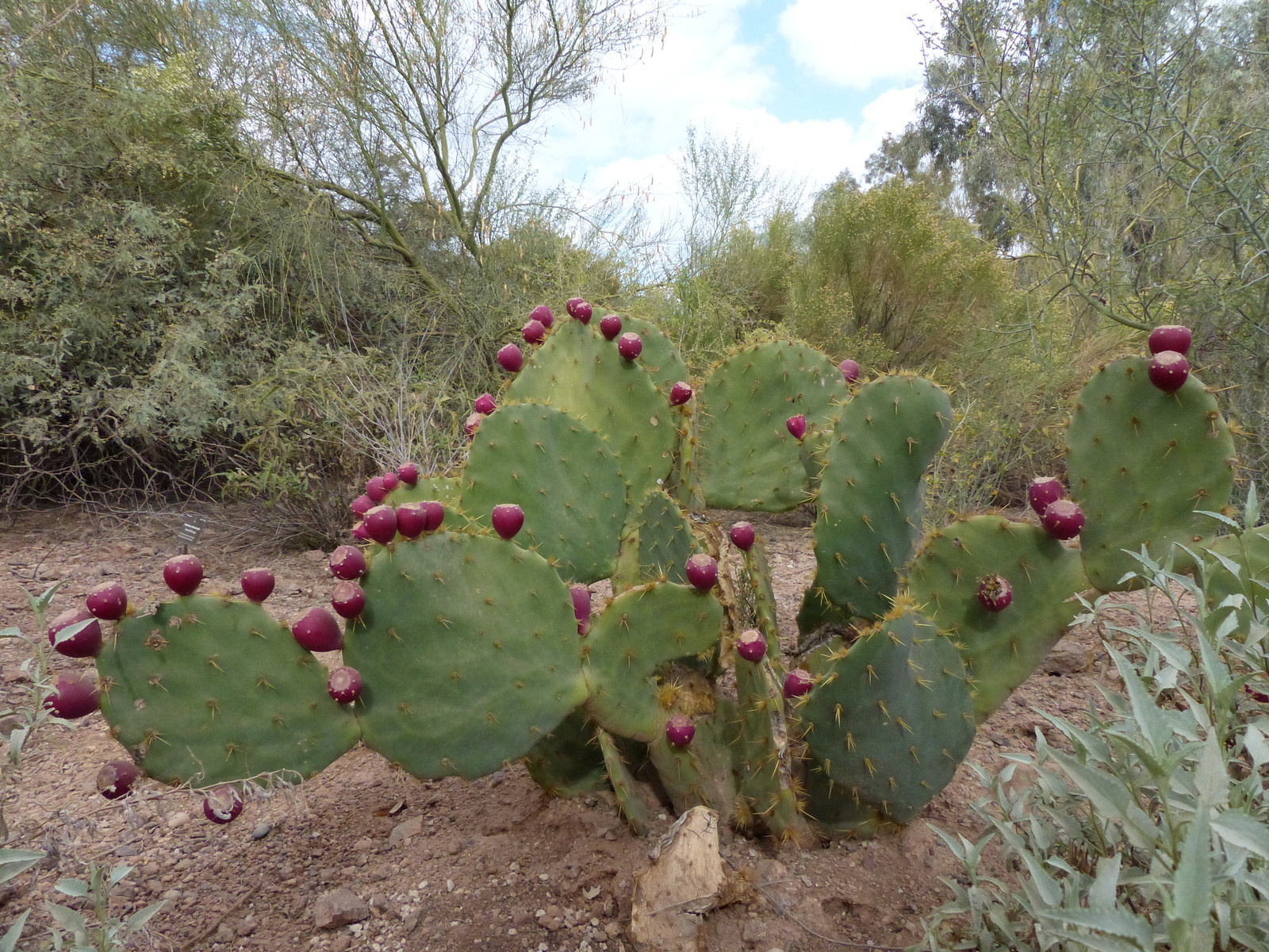 373 Phoenix Botanical Garden-X3