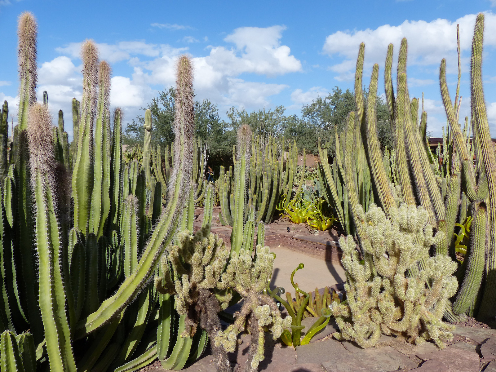 426 Phoenix Botanical Garden-X3