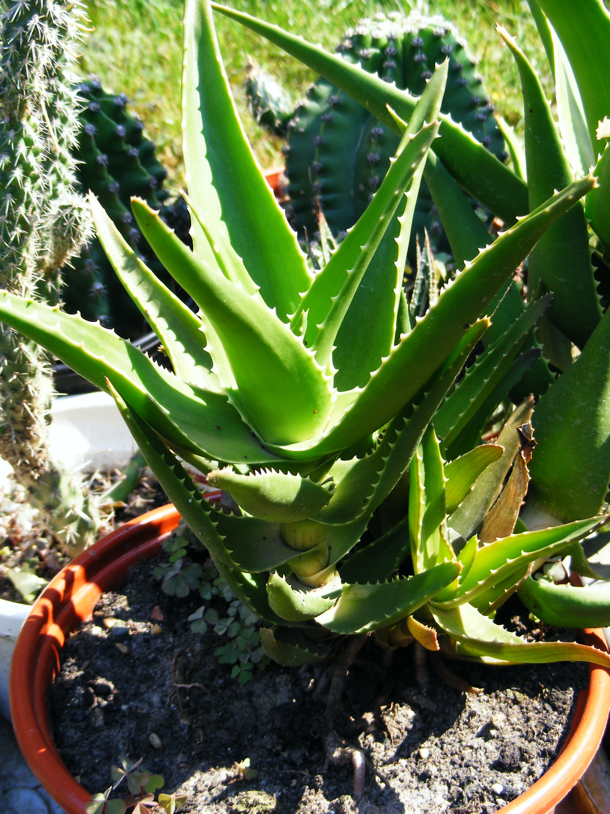 Aloe