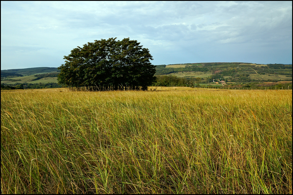 MEZŐ FÁVAL